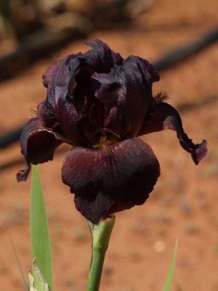 Iris Plants: EDENITE -  Sooty, red black, with brown beard - UNUSUAL!!