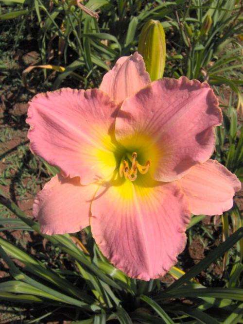 Daylily Plants: 'EGYPTIAN IBISS' - Soft lavender-pink with wide, glowing yellow throat