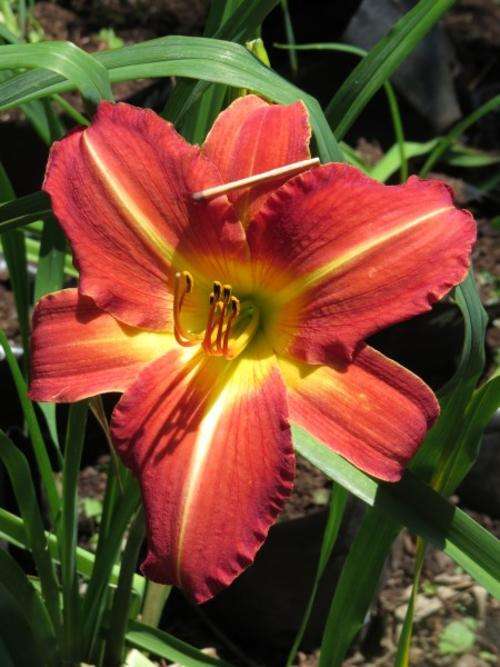 Daylily Plants: 'MPL BIG MAC' - HUGE, broadleaved scarlet  flowers