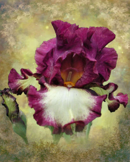 Iris Plants: I'VE GOT RHYTHM - Lilac purple plicata, creamy yellow ground - *Award winner!*