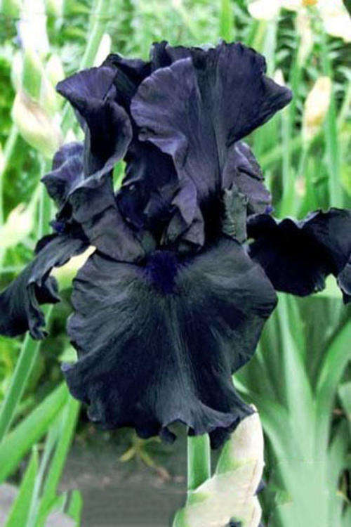 Iris Plants: BEFORE THE STORM - One of the darkest of the dark Irises! **MULTIPLE AWARD WINNER!**