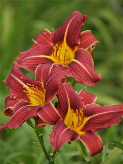 Daylily Plants:  'FROSTED RAISIN' - Beautiful dark maroon daylilies - **Vigorous grower!!**