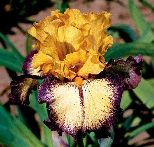 Iris Plants: 'AGGRESSIVELY FORWARD'  Full yellow ground plicata - **musky fragrance**