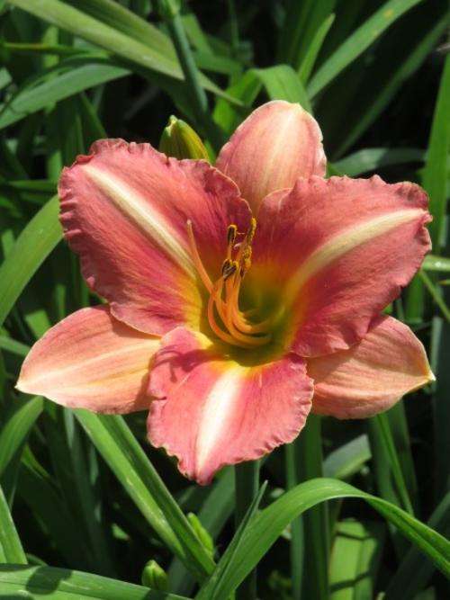 Daylily Plants: 'WINDFALL' - Lovely pink lilies with prominent white line across petals