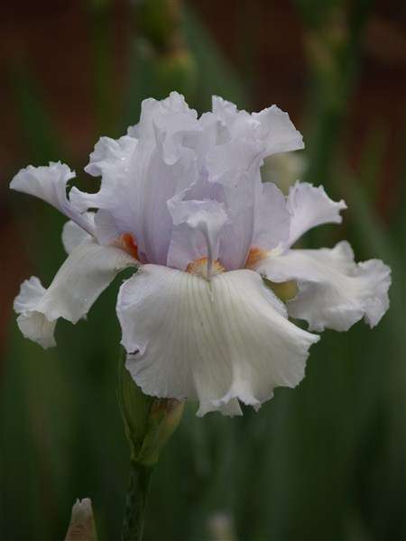 Iris Plants: 'MESMERIZER' - MASSIVE Ice-white flowers!!!!  *(STRONG & REBLOOMING!!)*
