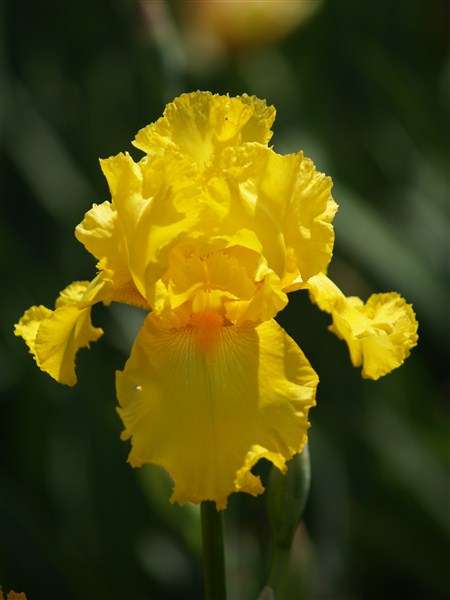 Iris Plants: 'THROB' - BIG, ruffled, golden yellow flowers with striking tangerine beard