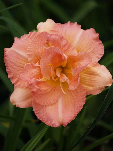 Daylily Plants: DOUBLE PINK TREASURE - Powder pink DOUBLE LAYERED daylilies (LIMITED)