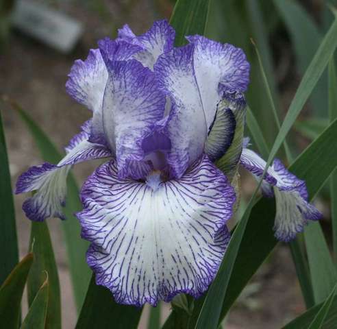 Variety: 'AUTUMN CIRCUS' - Pure white, lightly peppered blue violet  *REBLOOMER!*