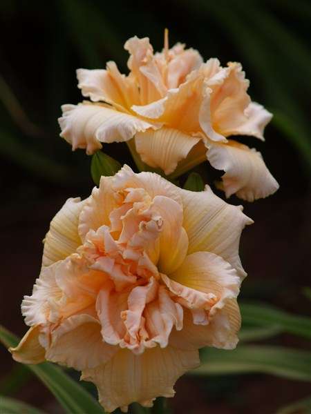 Daylily Plants: 'IN EXCESS' - Big, DOUBLE LAYERED, pastel peach day lilies *COLLECTOR'S ITEM!*