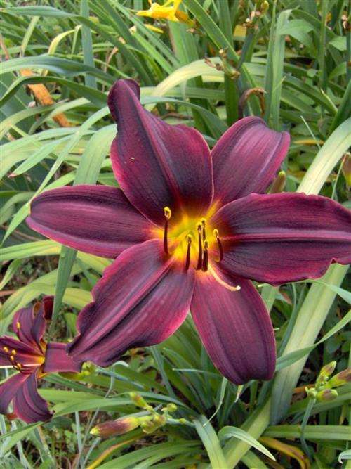 Daylily Plants:'GYPSEY QUEEN'  - Deep plum, glowing yellow throat COLOUR for SUMMER!