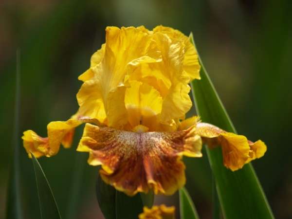 Iris Plants: 'WILD JASMINE' - Full yellow ground plicata, falls trimmed yellow *NEW on bob!*