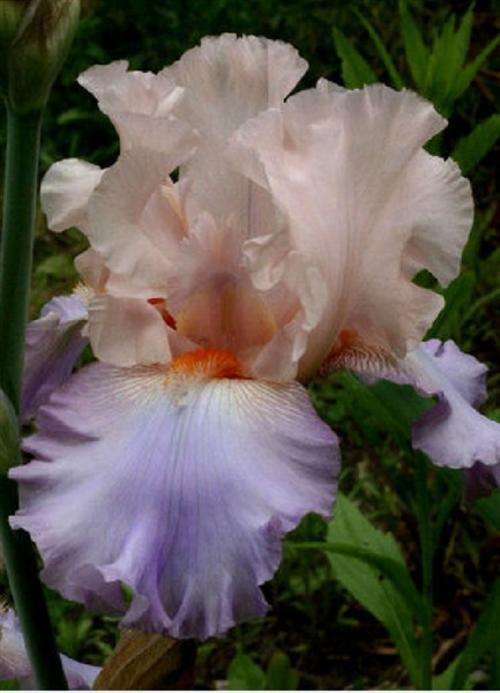 Iris Plants: Variety: 'CELEBRATION SONG' - Apricot pink standards on blue lavender falls - LIMITED!