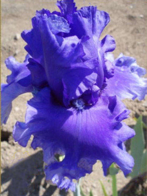 Iris Plants: HONKY TONK BLUES - Ruffled hyacinth blue - *Multiple Award winner *