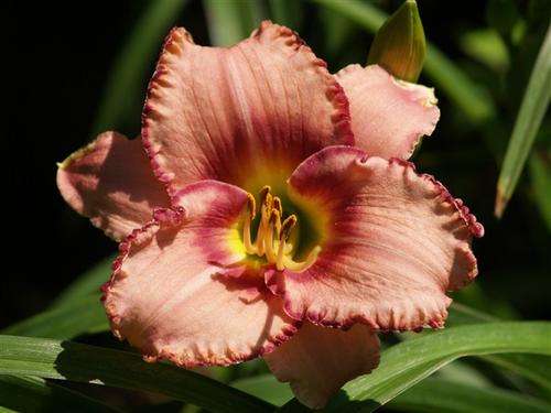 Daylily Plants: WHATTA FIND (MPL 308-12) Lovely pink daylilies -filigree edge & darker eye zone NEW!