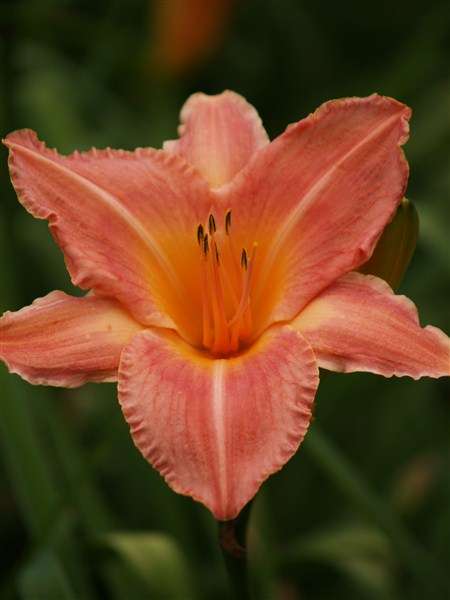 Daylily Plants:  'GOYA' - HUGE, soft peach daylilies - TALL & PROLIFIC!!
