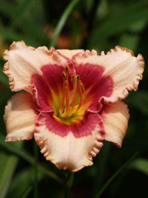 Daylily Plants: LITTLE RED DRAGON (midi) - Ruffled pink with strawberry red eyezone *LIMITED!*