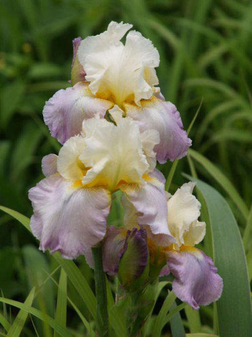 Iris Plants: `DREAM TOUCH` - Soft yellow standards on rose lavender falls. Yellow-orange beard.