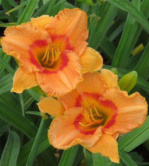Daylily Plants:  'PROVOCATIVE' (mpl 73) - Lovely peach coloured daylilies - red eye zone. PROLIFIC!!