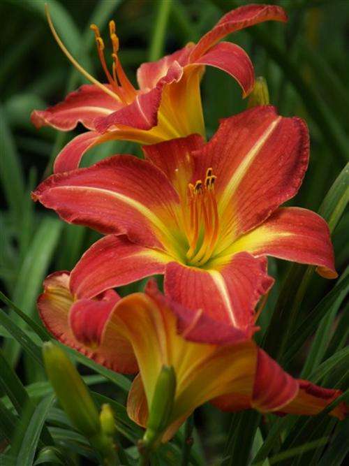 Daylily Plants: 'SPANISH TREASURE' - Glorious, BIG, red daylilies to brighten up you're garden!