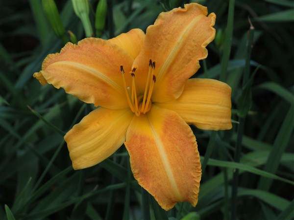 Daylily Plants:  'SOLID GOLD' - Tall, copper gold daylilies - PROLIFIC, REBLOOMING!
