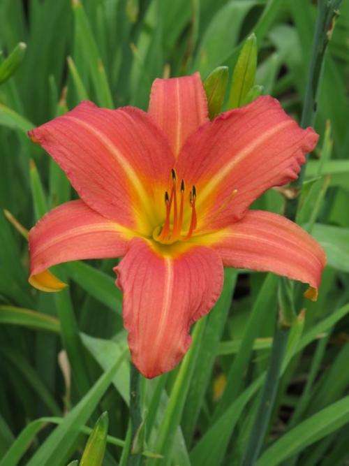Daylily Plants:  'JEF' - Beautiful Tall & Prolific dark pink daylilies. Excellent bud count!