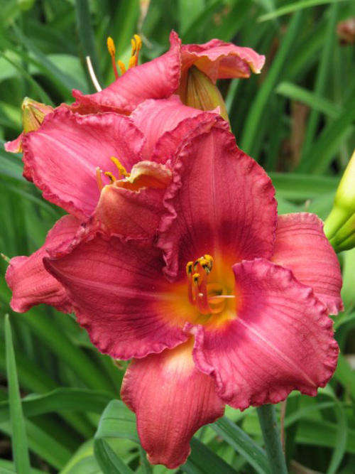 Daylily Plants: 'MPL 165' - Intense cerise pink daylilies - Excellent flowering pattern!