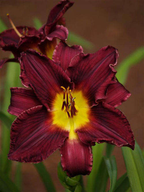 Daylily Plants: 'MPL 56'  BIG, deep maroon coloured lilies - excellent substance & bud count!