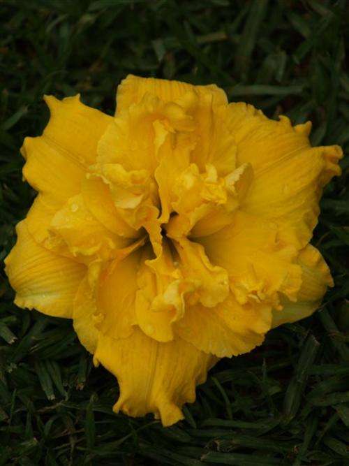 Daylily Plants: DBL: BETTY WOODS - Double layered golden yellow petals - COLLECTOR'S ITEM!