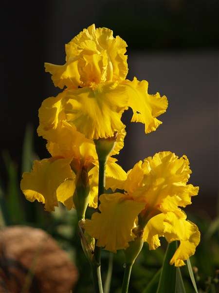 Iris Plants: 'PICASSO MOON'  - Huge, ruffled, sunshine yellow flowers.