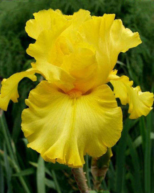 Iris Plants: 'PICASSO MOON'  - Huge, ruffled, sunshine yellow flowers.