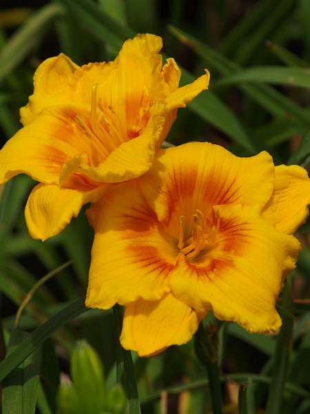 Daylily Plants: 'ARTHUR VINCENT' - Striking turmeric yellow with blushing cheeks *NEW on bob!*