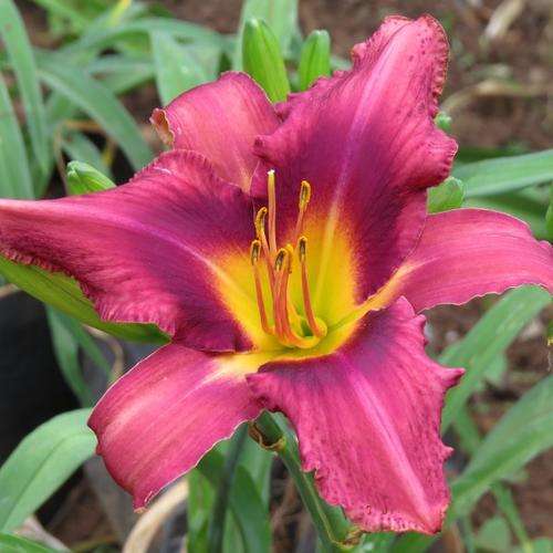Daylily Plants:  'RUSSIAN RHAPSODY' - Soft purple with prominent dark eye zone