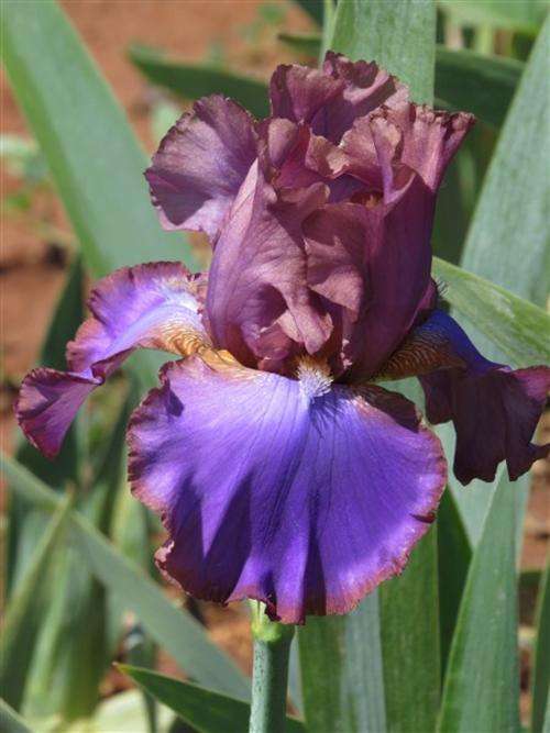 Iris Plants: 'GYPSEY PRINCE' - a Striking combination of metal and neon blue