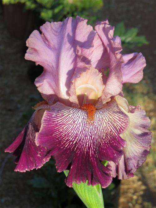 Iris Plants: 'PANAMA HATTIE' - Light pink standards on deep plum falls - Tall & elegant...