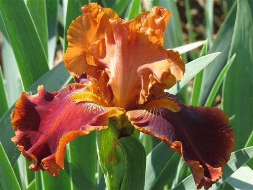 Iris Plants: Variety: RUSTLER - Heavily ruffled. Antique gold on henna fallls, gold tipped beard