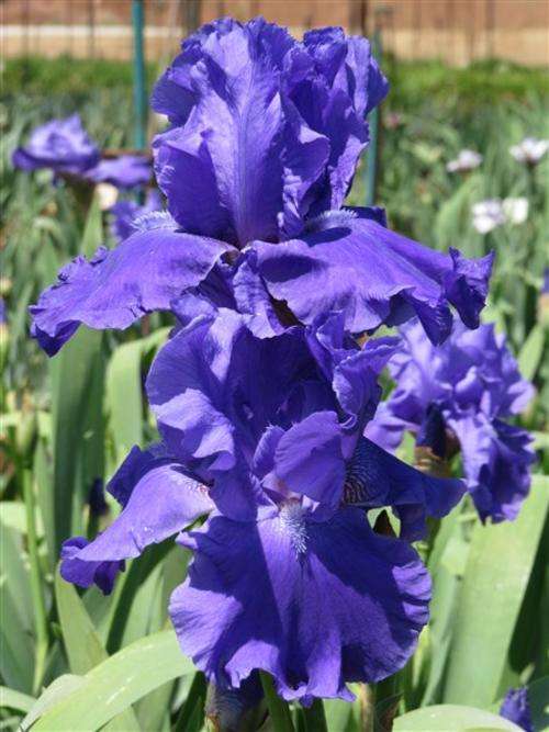 Iris Plants: Variety: BLUEBERRY BLISS - Intense blueberry blue self - XTREMELY BIG!