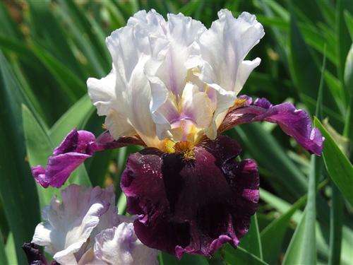 Iris Plants: 'BRAZILIAN HOLIDAY' - White standards on rich plum-red falls - Real charmer!