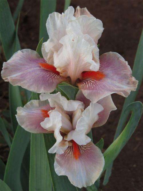 Iris Plants: 'CHINESE TREASURE' - Snow white standards on blueish rose pink falls