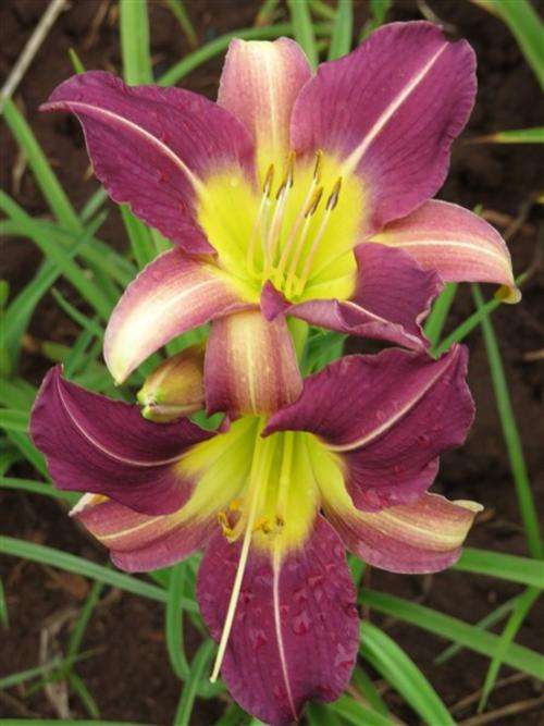 Daylily Plants: FOR COLOUR IN SUMMER! Variety: 'BLUE SHEEN' - *Strong rebloomer!*