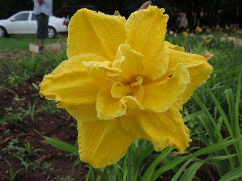 Daylily Plants: SUPER DOUBLE DELIGHT - **BIG & TALL!** Double layered flowers