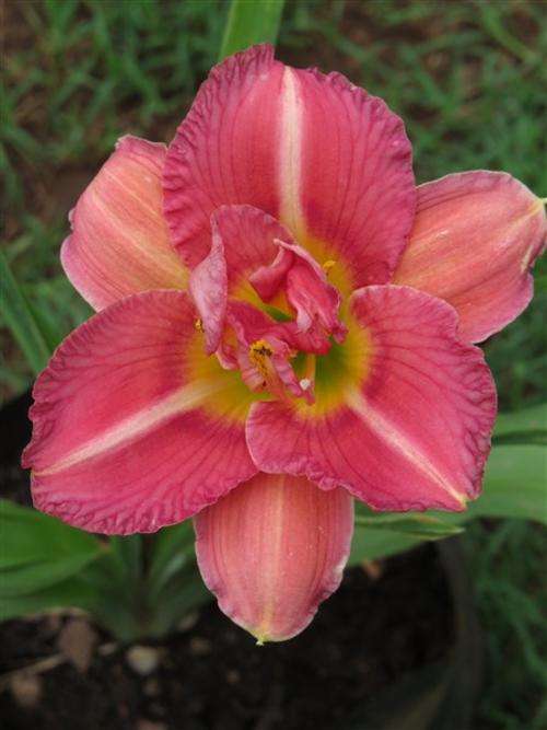 Daylily Plants: 'DBL KARLA ROSE' -Dbl layered Venetian pink daylilies (LIMITED!)