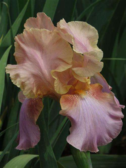 IRIS PLANTS - Variety: 'CHAMBER MUSIC' -  Soft caramel on violet falls - RUFFLED