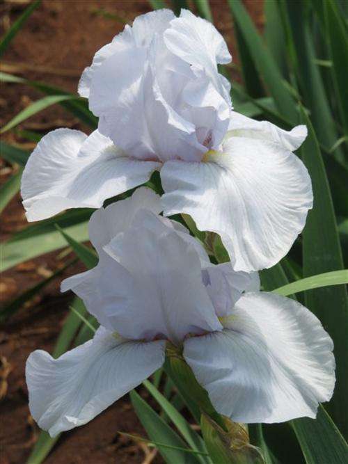 Iris Plants: Variety: 'BLUE BIRD' - Ice white beauty - beard tinted orange