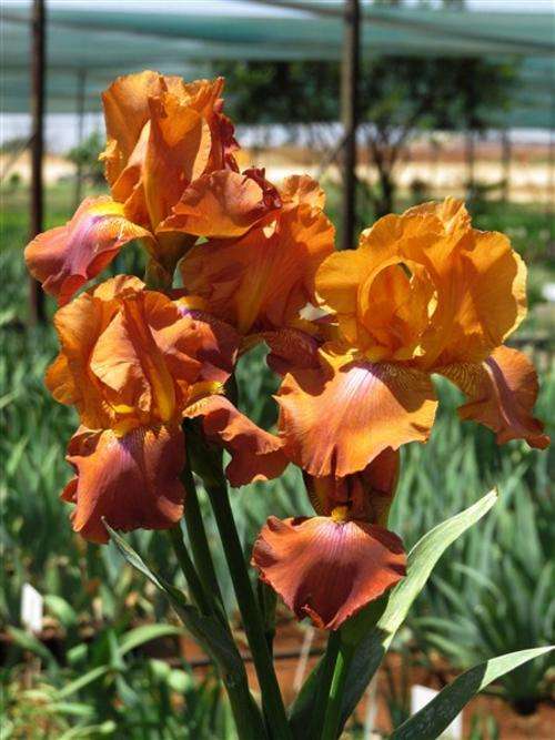 Iris Plants: 'BRASS TRIO' -  Brassy Bronze with violet blaze in centre of Falls