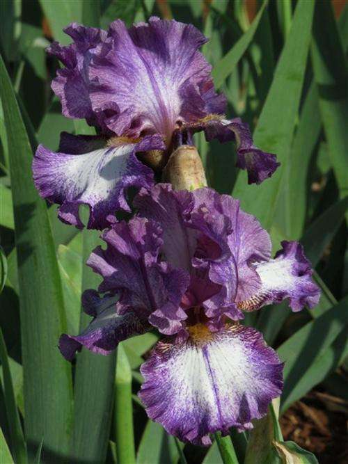 Iris Plants: Variety: 'JESSES SONG' - Highly ruffled methyl violet plicata - REBLOOMING!