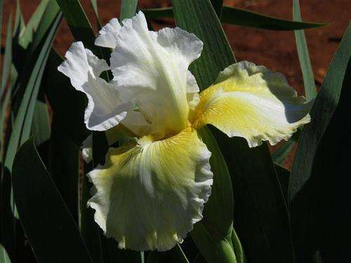 Iris Plants: MELTED BUTTER - White infused butter yellow - Slight sweet fragrance NEW on bob!