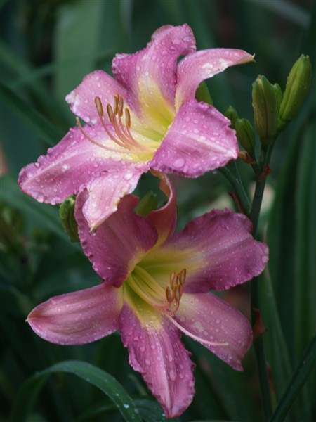 Daylily Plants:SILVER VEIL - BIG, lavender flowers -much sought after colour in daylily landscaping