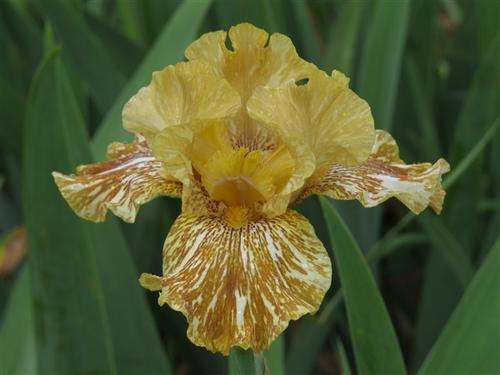 Iris Plants: 'TIGER HONEY' - Butterscotch  with off-white streaking, ruffled, lacy - fragrant!