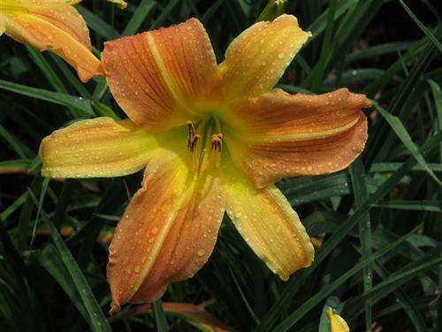 Daylily Plants: 'MPL DAWN DELIGHT' - Soft pastel shades of sunrise - BIG Lilies! NEW on bob!