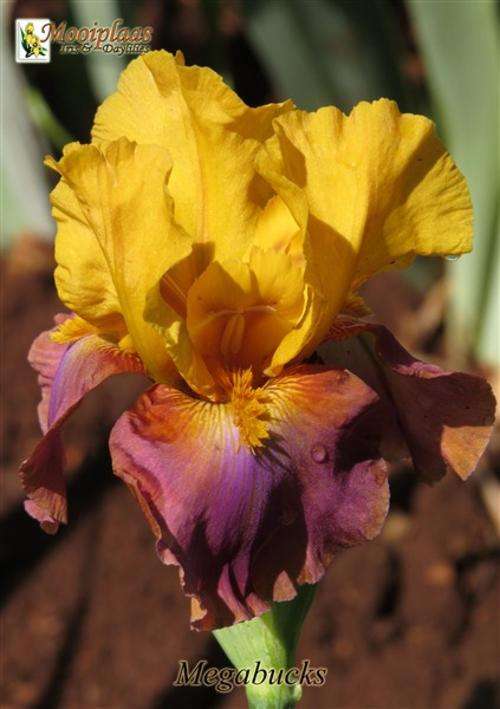 Iris Plants: 'MEGABUCKS' - Vibrant lavender with butterscotch rim - Outstanding blend of colours!